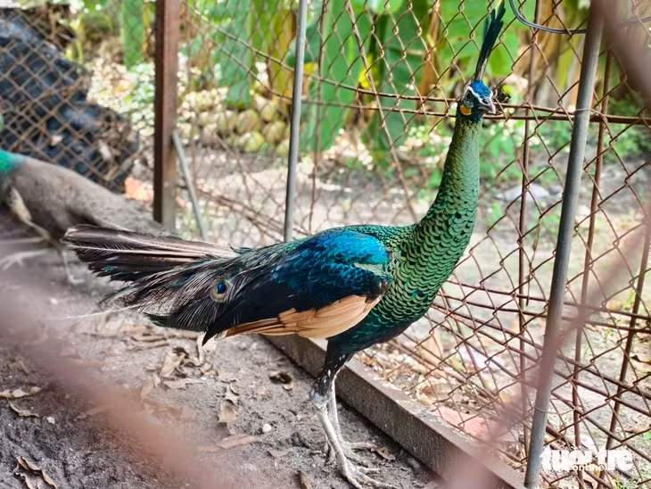Chim công có tên gọi chim công lục, tên khoa học là Pavo muticus - Ảnh: NGỌC KHẢI