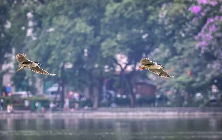 Những chú chim dang rộng đôi cánh bay.