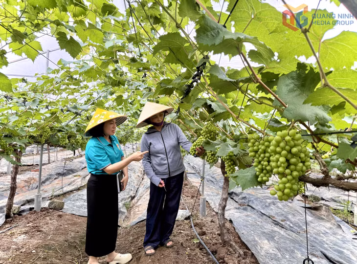 Dự kiến 1,5 tháng nữa, 600 gốc nho sữa Hàn Quốc của bà Hoàng Thị Anh sẽ được thu hoạch.