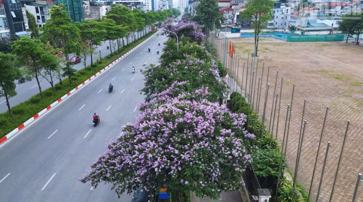 Theo ghi nhận của phóng viên, trên nhiều tuyến phố như Kim Mã, Văn Cao, Đào Tấn…, những hàng bằng lăng đang vào mùa nở rộ. Từng chùm hoa tím biếc buông dài, xen giữa tán lá xanh, phủ nhẹ lên không gian đô thị, tạo nên cảnh sắc hài hòa, thanh thoát.
