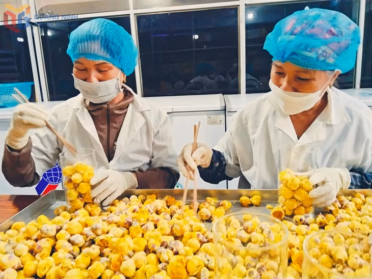 Đóng gói sản phầm trà hoa vàng Ba Chẽ tại Công ty CP Kinh doanh Lâm sản Đạp Thanh.