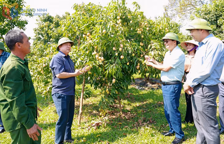 Lãnh đạo xã Quảng Tân kiểm tra thực tế mô hình trồng vải u hồng của người dân tại thôn Thìn Thủ.