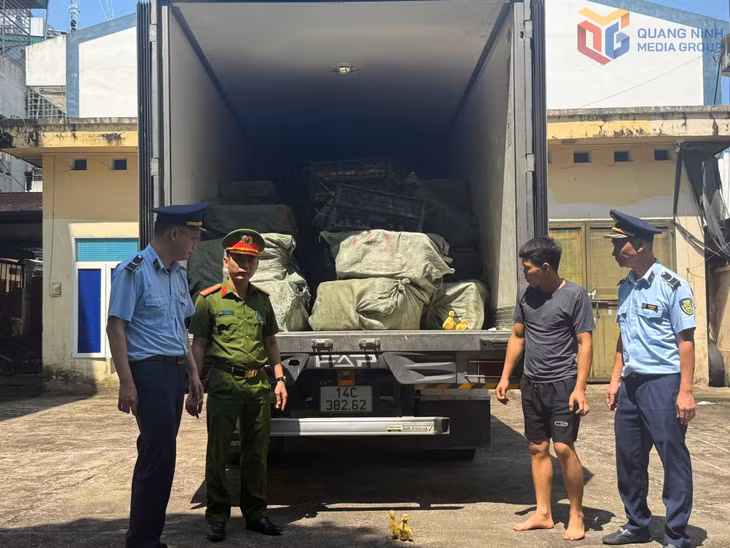 Đội QLTT số 2 phối hợp với Công an xã Quảng Đức khám và bắt giữ xe tải chở vịt giống và nầm lợn không rõ nguồn gốc ngày 5/5/2026.