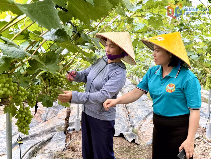 Vườn nho sữa Hàn Quốc của bà Hoàng Thị Anh, hội viên Hội nông dân phường Đông Mai đã trồng được 4 năm.