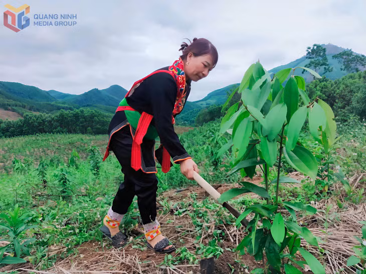 Cây quế mang lại nhiều cơ hội phát triển kinh tế bền vững cho người dân xã Ba Chẽ.