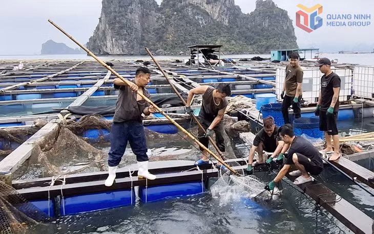 HTX Nuôi trồng thủy sản Phúc Nam (phường Cửa Ông) tổ chức khai thác cá thương phẩm tại vùng nuôi biển.