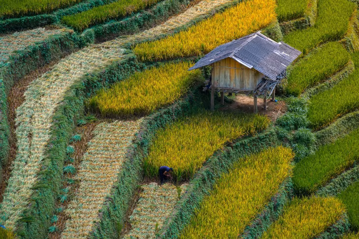 Mù Cang Chải đẹp quanh năm. Ấn tượng phải kể đến mùa nước đổ vào tháng 5 đến tháng 6. Mùa lúa chín ở Mù Cang Chải vào cuối tháng 9 sang tháng 10 hàng năm - dịp cao điểm để du khách có thể ngắm nhìn và săn ảnh mùa vàng, check-in các thửa ruộng bậc thang ở Lao Chải, mâm xôi Kim Nọi.