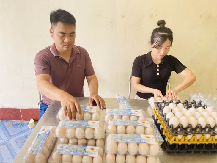 HTX Chăn nuôi và dịch vụ Đồng Tiến, xã Hải Lạng, thu gom và tiêu thụ trứng vịt biển cho thành viên HTX.