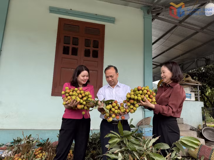 Ông Phan Minh Tâm (Trưởng phòng Kinh tế hạ tầng & đô thị phường Yên Tử) cùng cán bộ Chi cục TT & BVTV tỉnh kiểm tra chất lượng vải chín sớm Phương Nam.