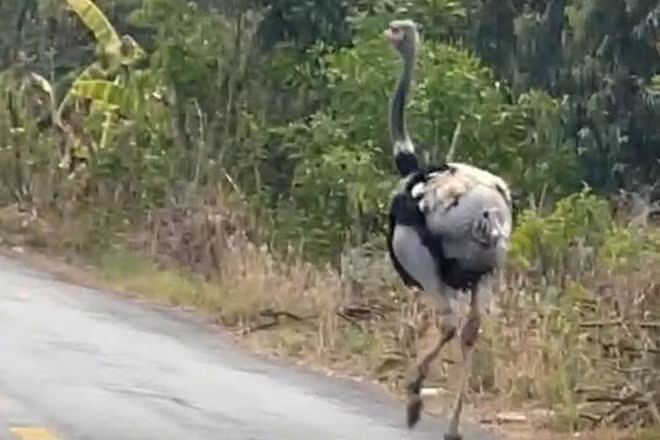 Khu vực phát hiện đàn đà điểu ở Tây Ninh là tuyến đường vắng, không có hệ thống camera giám sát. Ảnh: Cắt từ video