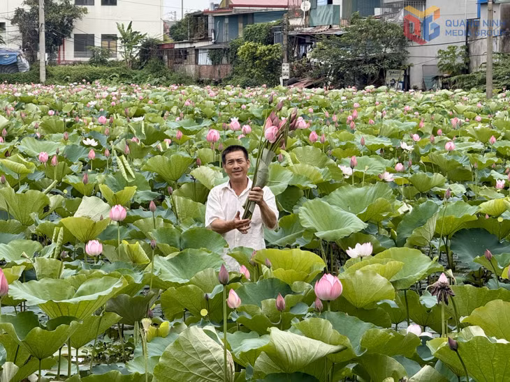 Hội viên Nông dân phường Đông Triều có thu nhập hàng trăm triệu đồng mỗi năm nhờ trồng hoa sen.