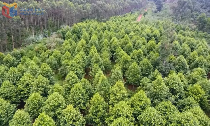 Quảng Ninh đang nỗ lực khôi phục rừng sau thiệt hại do cơn bão số 3 năm 2024 gây ra. Ảnh: Việt Hoa