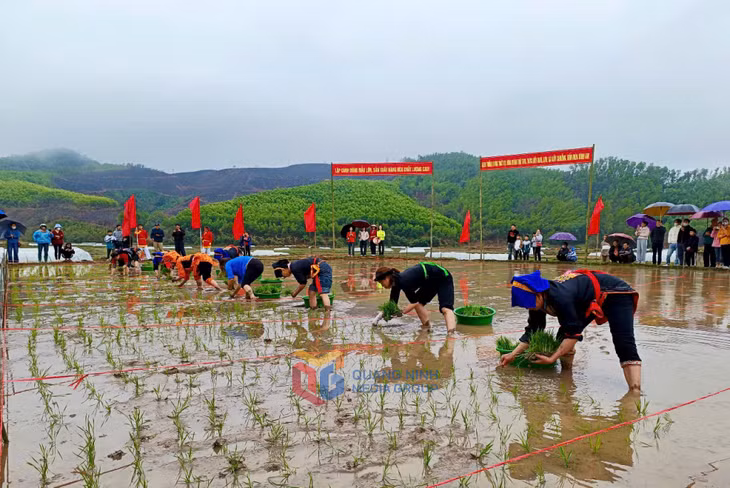 Thi cấy lúa tại Lễ hội đình Đồng Chức (huyện Ba Chẽ) năm 2025. Ảnh: Mai Linh