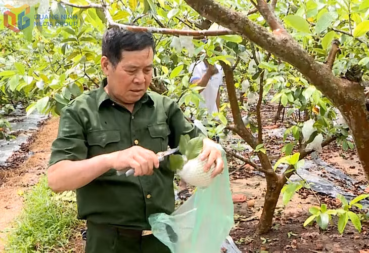 CCB Vũ Minh Thường, Giám đốc HTX Dịch vụ và Sản xuất nông lâm nghiệp Toàn Phú (xã Sơn Dương, TP Hạ Long) trồng cây ăn quả gắn với mô hình du lịch trải nghiệm cho hiệu quả kinh tế cao.