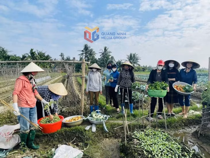 Một buổi học của lớp nghề ngắn hạn Trồng rau an toàn tại Trường Cao đẳng Nông lâm Đông Bắc (TX Quảng Yên). Ảnh: Đỗ Hùng