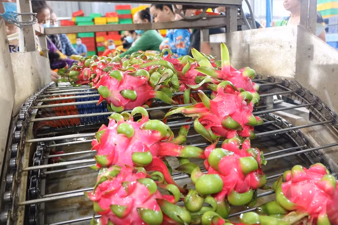 Sơ chế thanh long xuất khẩu. (Nguồn: TTXVN)