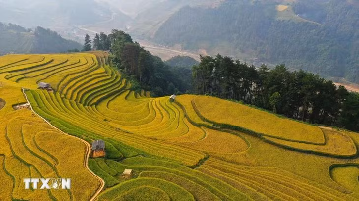Mùa vàng ở vùng cao Mù Căng Chải. (Nguồn: TTXVN)