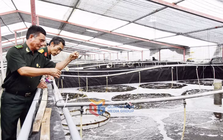 Hội viên CCB xã Quảng Nghĩa (TP Móng Cái) nuôi tôm công nghệ cao phát triển kinh tế vươn lên làm giàu.