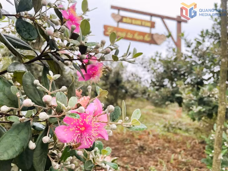 Hoa sim nơi biên giới trở thành thương hiệu của du lịch miền biên giới Hải Sơn- Móng Cái.