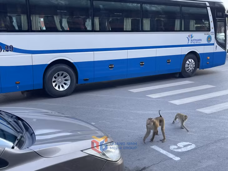 Hai con khỉ còn lao ra đường làm ảnh hưởng tới người tham gia giao thông.