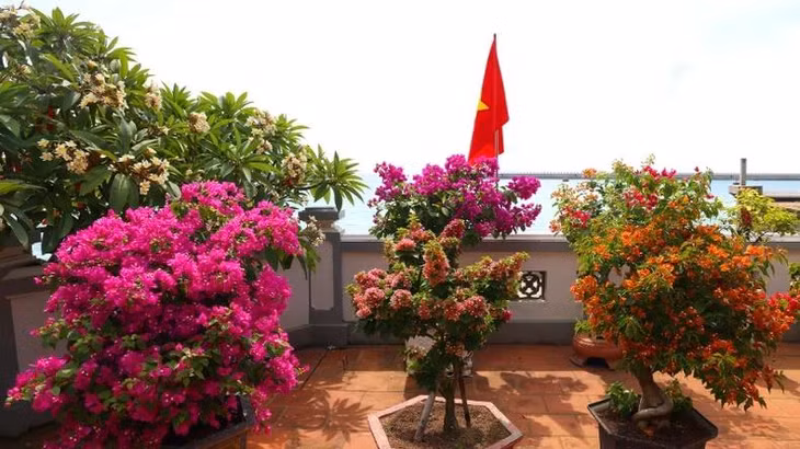 Hoa sứ, hoa giấy chịu được thời tiết khắc nghiệt nhưng vẫn cần sự chăm sóc tận tình.