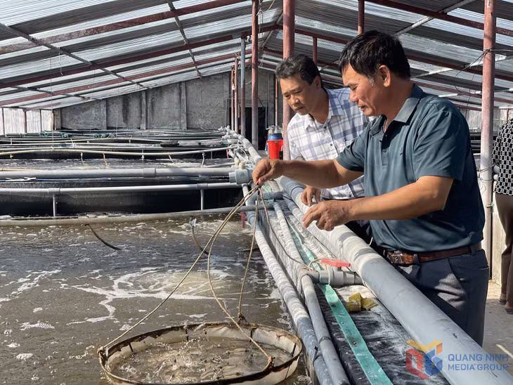Ông Phạm Văn Đỗ, hội viên nông dân xã Quảng Nghĩa (TP Móng Cái) là tấm gương điển hình tiêu biểu của phong trào nông dân thi đua sản xuất kinh doanh giỏi với lợi nhuận khoảng 1 tỷ đồng mỗi năm.