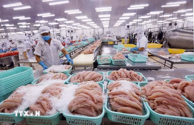 Chế biến cá tra xuất khẩu. (Ảnh: TTXVN)