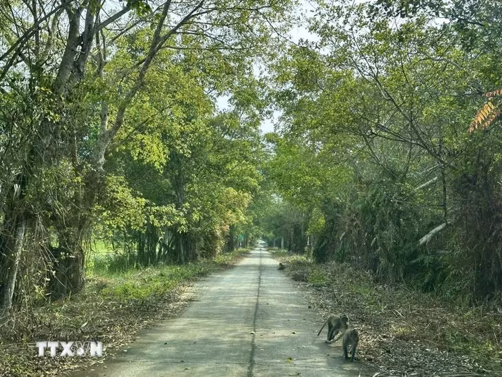 Đường vào Vườn Quốc gia U Minh Thượng. (Ảnh: Lê Sen/TTXVN)