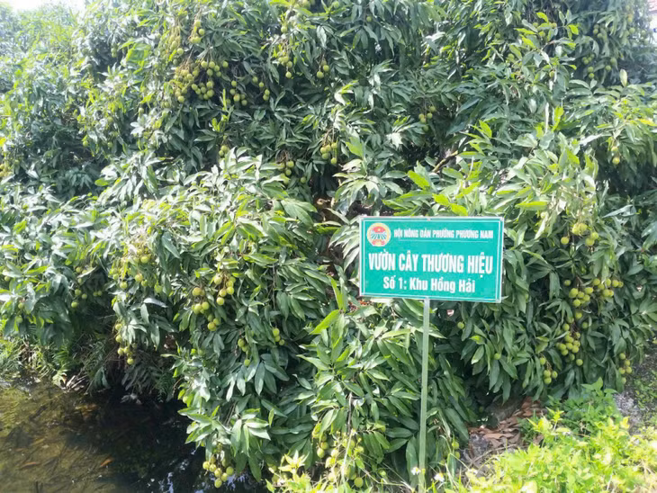 Mô hình "Vườn cây thương hiệu" ở khu Hồng Hải, phường Phương Nam, TP Uông Bí.