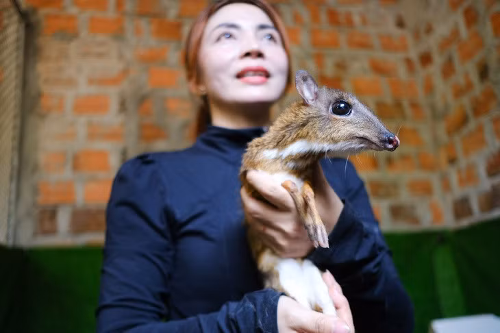 Chị Lan và một con cheo cheo sắp sinh con