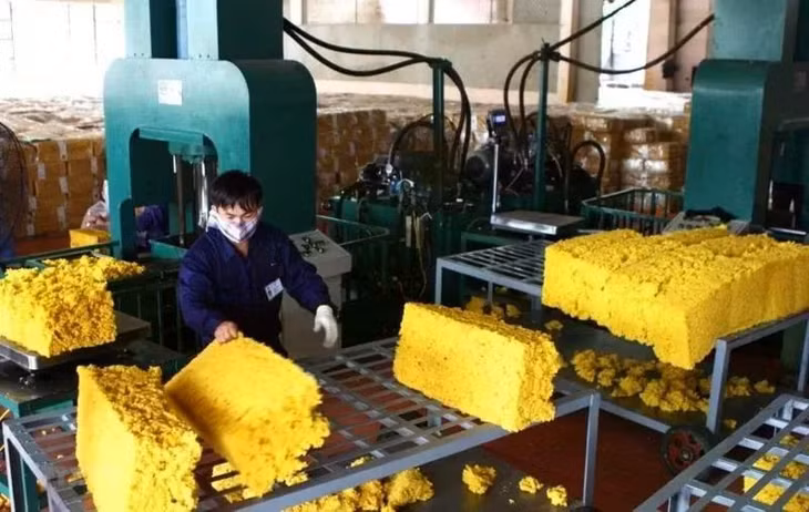 15 ngày đầu tháng 4/2025, giá cao su xuất khẩu bình quân tăng gần 31%, đạt 1.931 USD/tấn. Ảnh minh hoạ