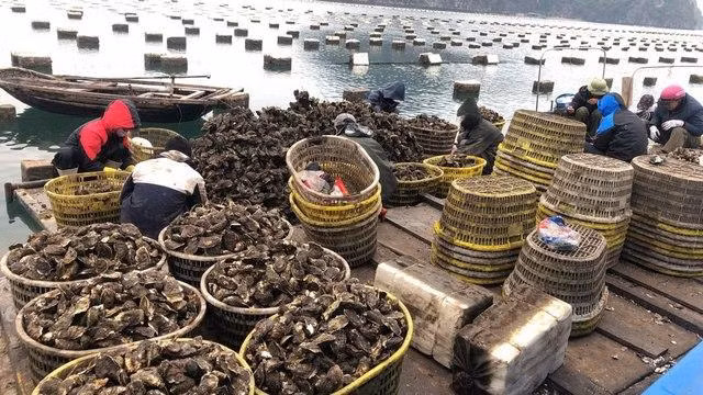 Hàu Sữa Quảng Ninh cung cấp hàu sữa xuất khẩu chất lượng