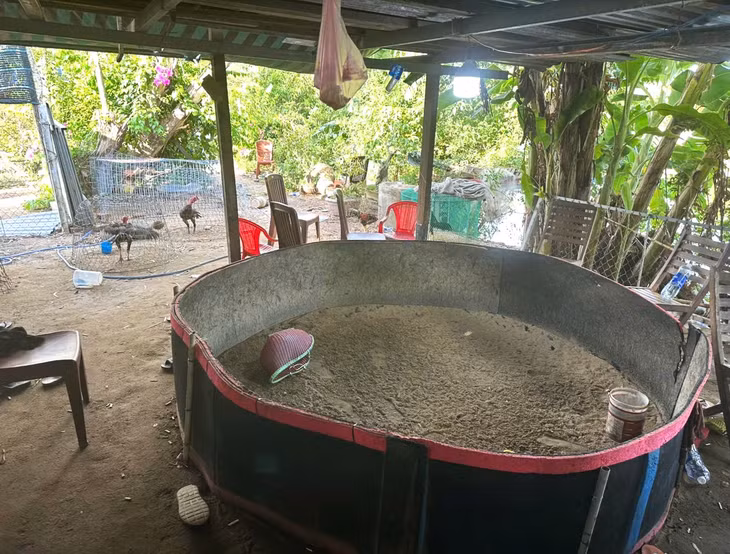 Sới cá độ đá gà được ngụy trang bằng lán trại nuôi gà. Ảnh: CACC