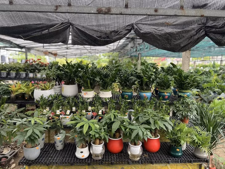 Trong nước, nhu cầu tiêu thụ hoa, cây cảnh tăng 10-15%/năm - Ảnh: VGP/Đỗ Hương