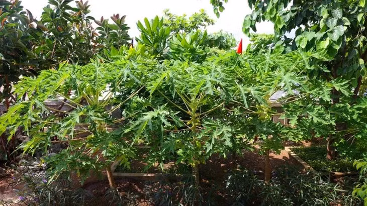 Khu vườn xanh như ở đất liền.