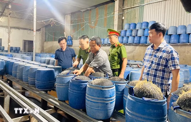 Lực lượng chức năng kiểm tra cơ sở sản xuất giá đỗ bằng hóa chất độc. (Ảnh TTXVN phát)