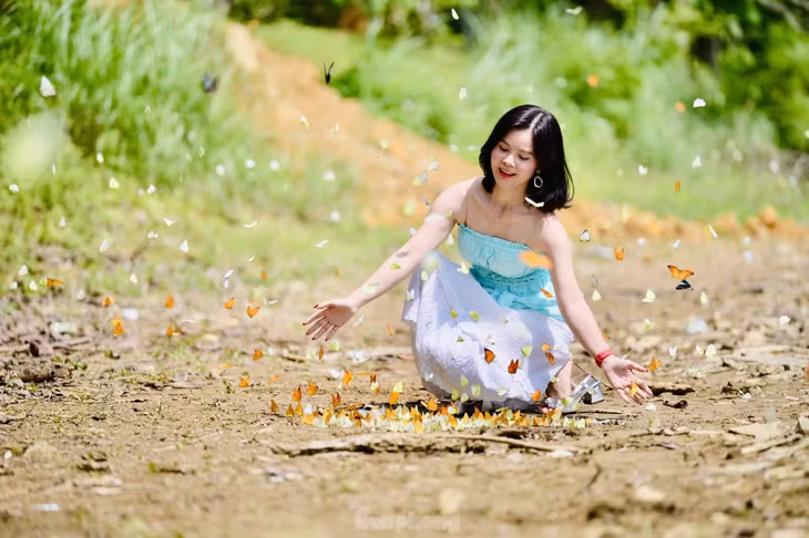 "Bướm rất thích nước ngọt và nước muối, hai loại đồ uống này giúp sự sinh trưởng và kích thích giao hợp của chúng nên du khách có thể đổ một chút ra đất, bướm sẽ tụ lại nhiều hơn", Huy Hoàng chia sẻ kinh nghiệm "săn" được bướm đẹp tại đây.