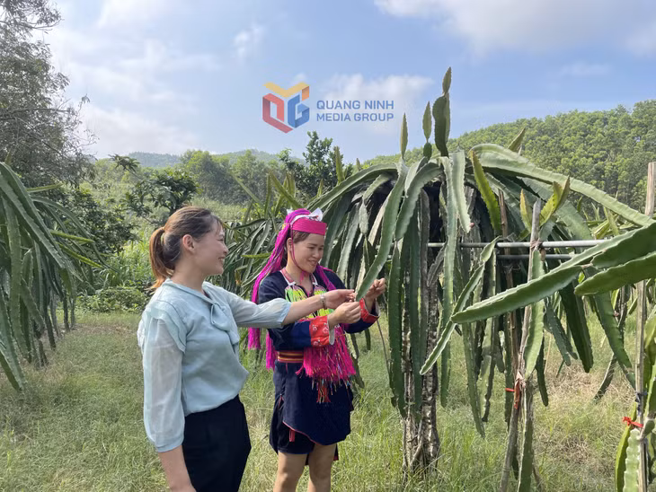 Chị Hà Thị Trang (bên phải), xã Nam Sơn (huyện Ba Chẽ) làm giàu từ cây thanh long ruột đỏ.