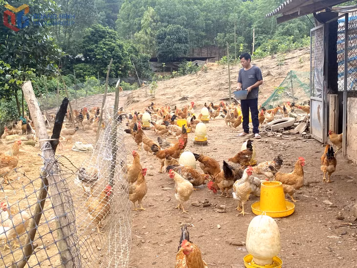 Mô hình nuôi gà của gia đình anh Bế Văn Lỵ (thôn Hồng Phong, xã Phong Dụ, huyện Tiên Yên). Ảnh: Ngọc Trâm