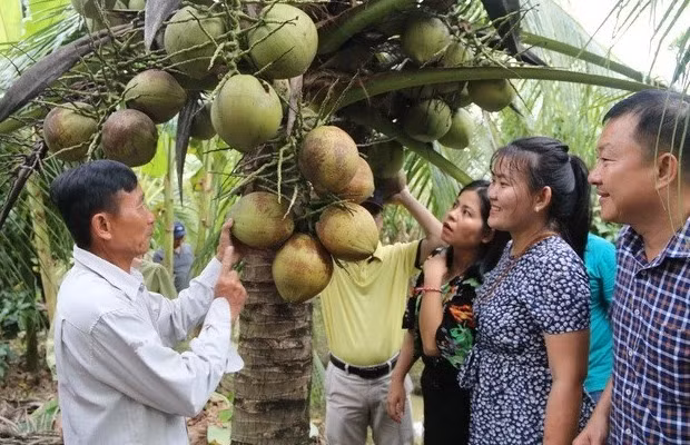 Tăng thêm lợi thế cạnh tranh cho dừa Việt Nam - Ảnh 1.