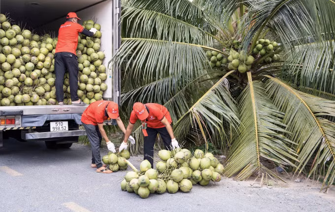 Công nhân nhà máy dừa đi thu mua hàng tại Bến Tre. Ảnh: Vina T&amp;T