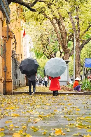Bước chân ai qua, nghe tiếng lá xao xác tự tình, ngỡ như lạc vào một miền thơ lãng đãng.