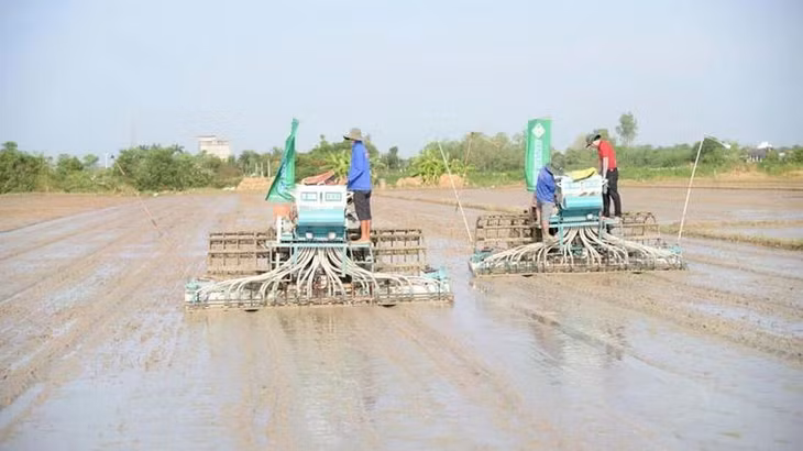 Các mô hình thí điểm Đề án 1 triệu ha vẫn còn quy mô hạn chế - chỉ vài trăm đến vài nghìn ha, hoặc vài chục nghìn tấn lúa.