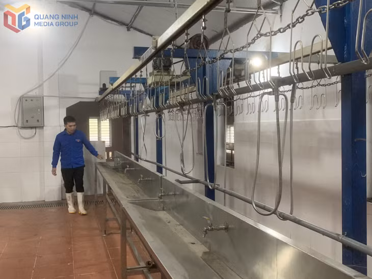 Anh Trần Đăng Hạnh đang tiến hành kiểm tra hệ thống làm gà và hút chân không của HTX Chăn nuôi và Tiêu thụ gà Tiên Yên.