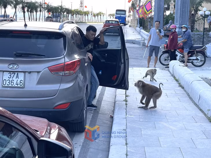Có hiện tượng khỉ tấn công người dân quanh khu vực đền Bà Chúa.