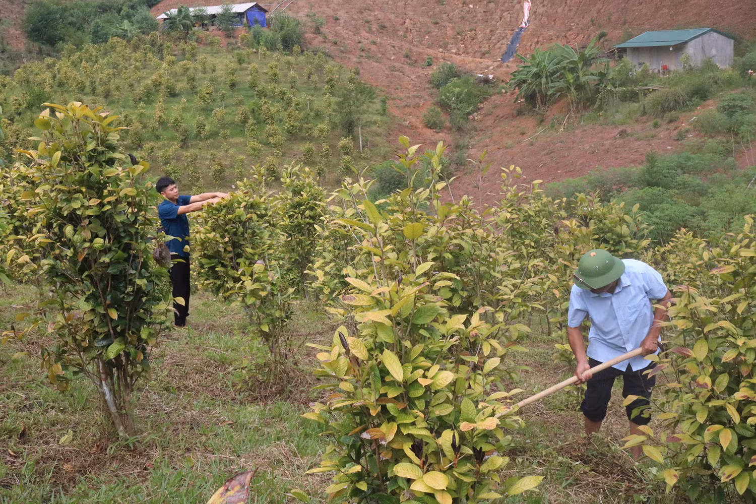 Mô hình trồng chè hoa vàng ở Ba Chẽ mang lại kinh tế ổn định cho người dân địa phương