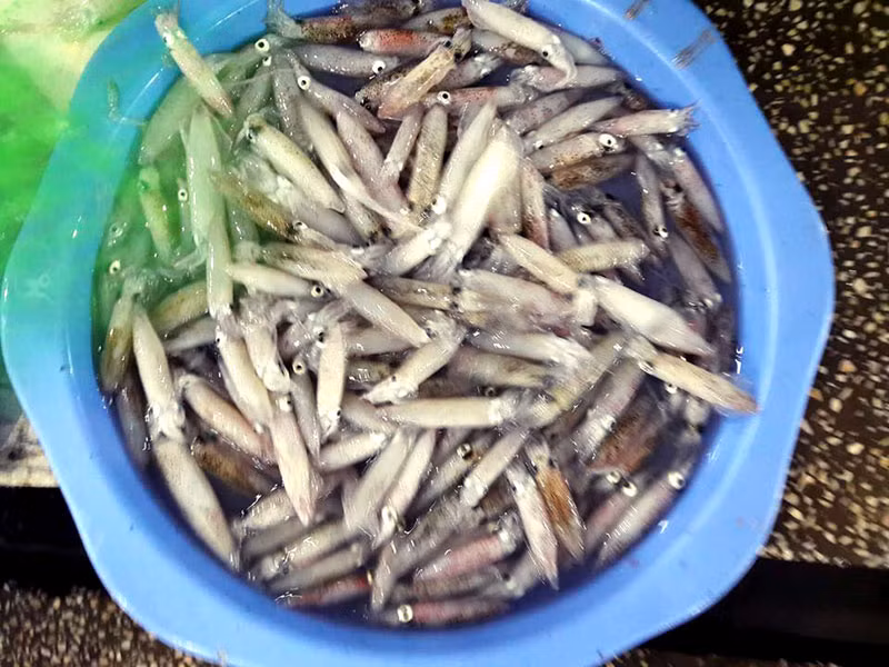 Mực được đánh về còn tươi, có những chấm sáng lấp lánh là nguyên liệu chế biến các món ngon.