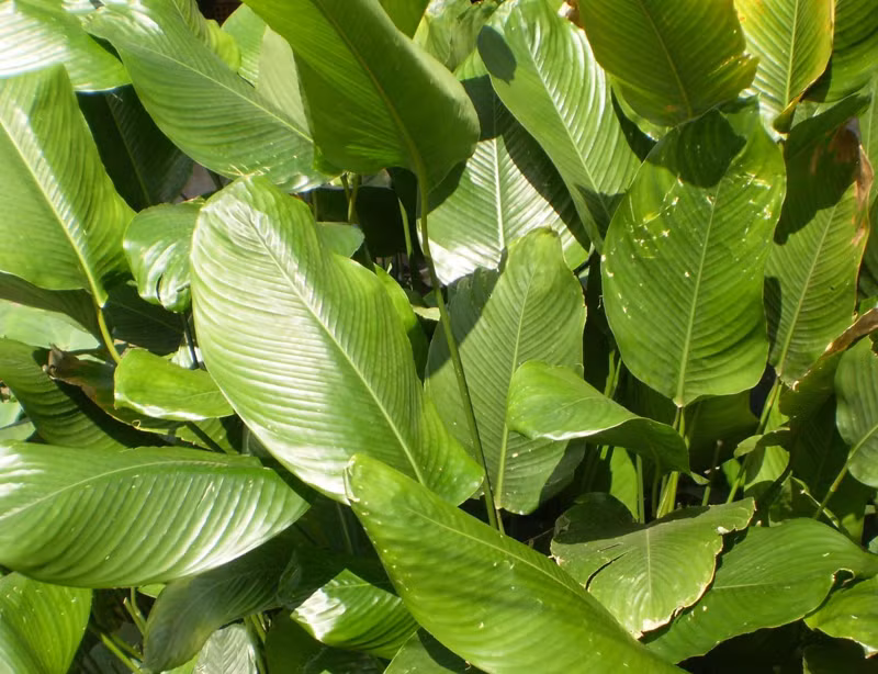 Là dong để gói bánh gio