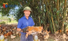 Mở rộng thị trường từ liên kết chuỗi tiêu thụ