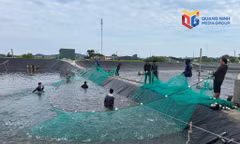 Nông dân phường Móng Cái 2 đoàn kết, giúp nhau làm giàu 